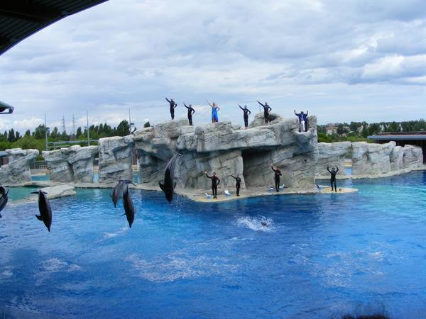 ulisse: curious dolphin