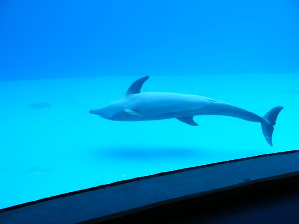 Dolphin swimming in blue tank behind aquarium glass
