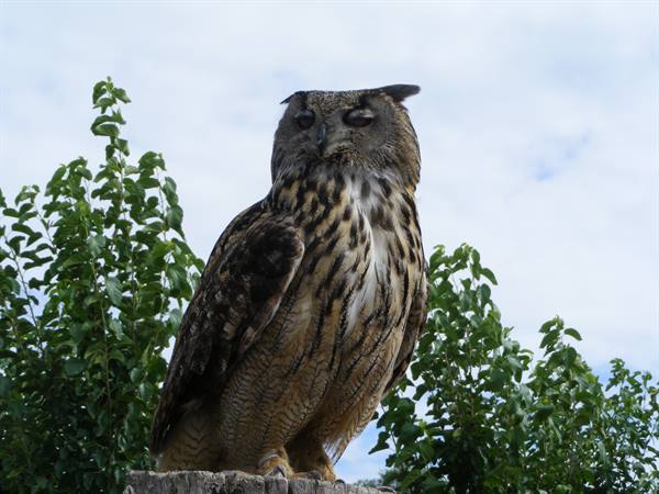 Eurasian eagle-owl perched on a wooden stump, green trees, cloudy sky