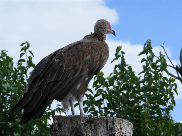 Hooded vulture perched on a cut tree trunk among green bushes