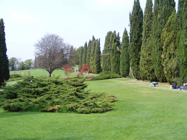 Green park with tall cypresses, prostrate juniper and people sitting on grass