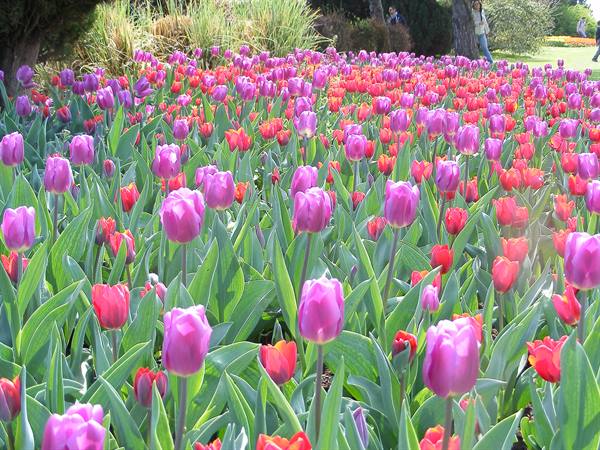 Purple and red tulips blooming in a sunny garden
