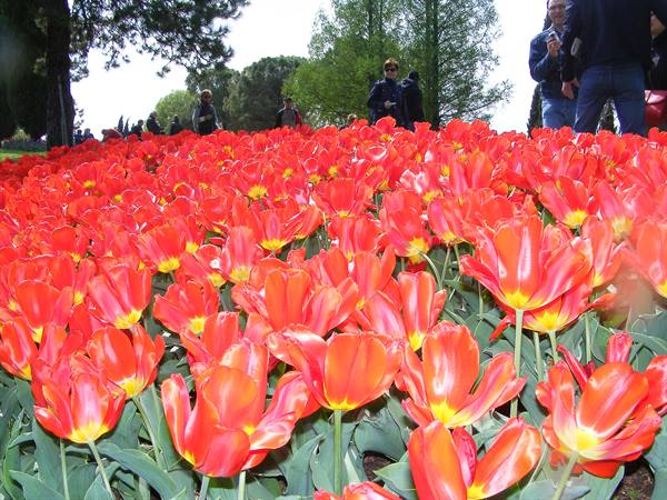 Red tulips blooming in the park, visitors strolling among the trees