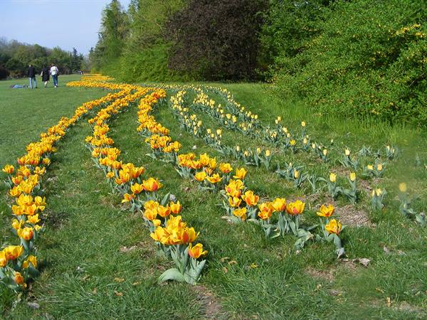 Curved rows of yellow and orange tulips on green lawn, visitors strolling