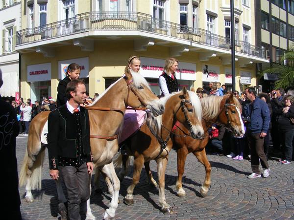 Haflinger horses with riders in folk costume parade on cobblestones before a crowd