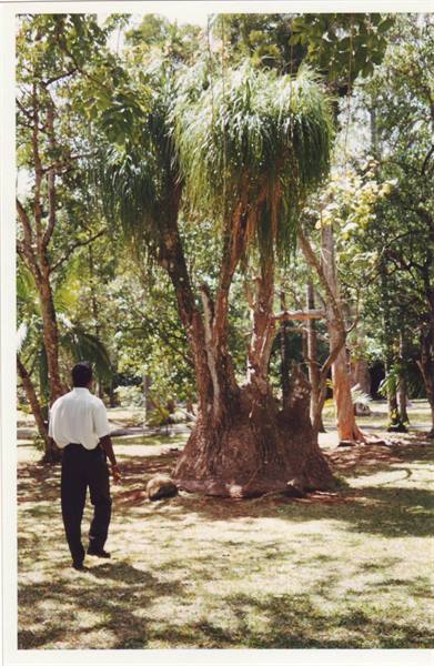Man in white shirt beside a huge bottle palm tree at Pamplemousses botanical garden
