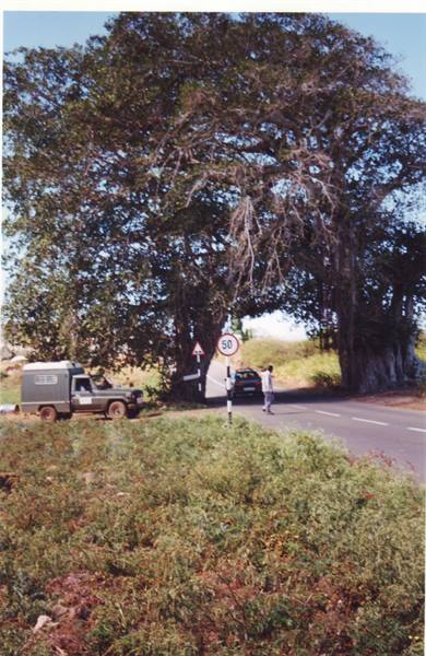 a peculiar tree