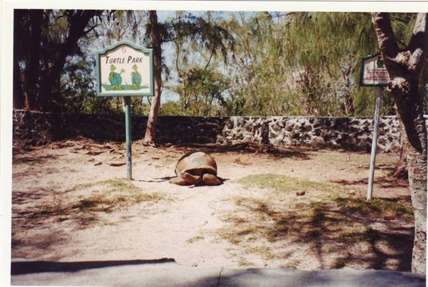 Giant turtle at Turtle Park, sandy ground, stone wall and shady trees