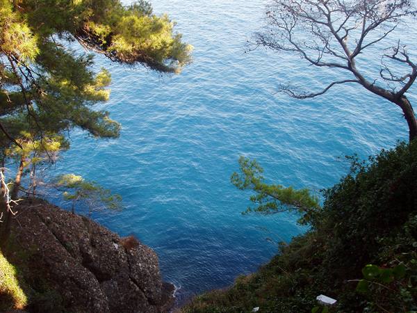 Pines and dark rocks overhang the turquoise sea of Dubrovnik