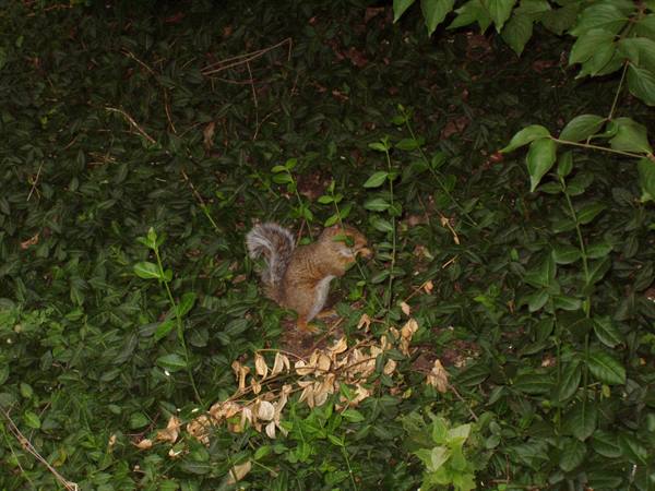 Gray squirrel among green foliage, eating leaves lit by flash