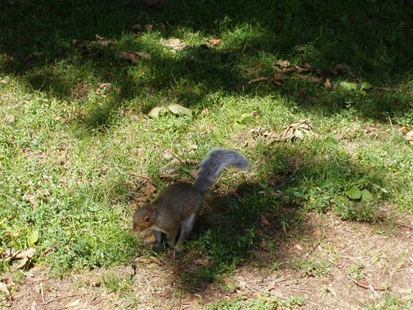 Grey squirrel forages on sunlit grass among tree shadows