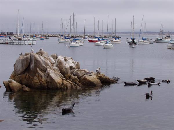 Seals and gulls on rocks in front of Monterey's sailboat harbor
