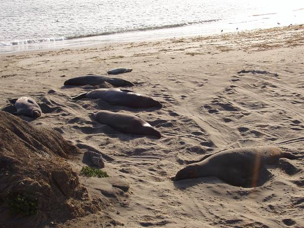 Sea lions