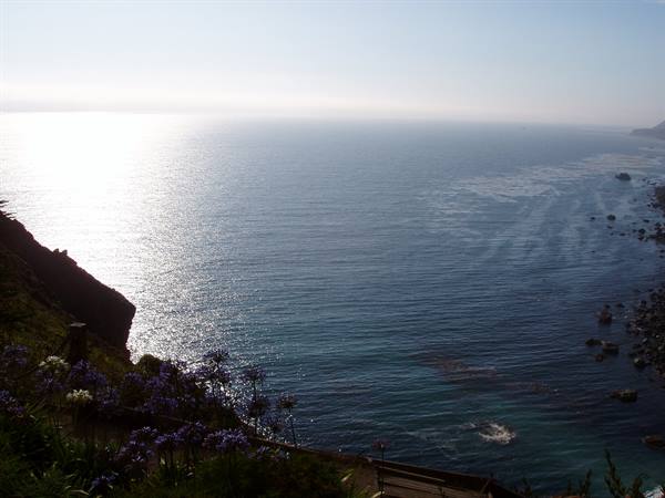 Rocky coast with purple flowers in foreground, sunlight reflecting on the ocean
