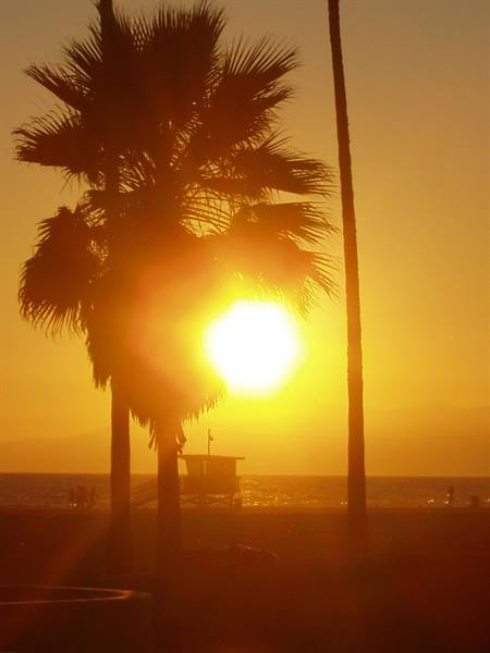 Backlit palms at sunset on Venice Beach, lifeguard tower behind
