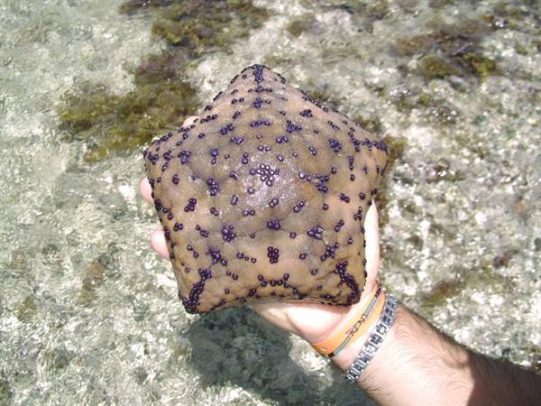 Starfish called Panettone Star