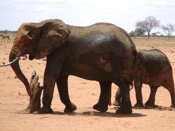 Elephant