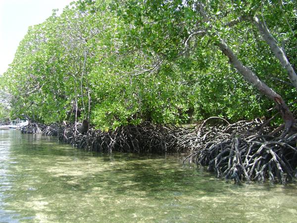 Mangroves