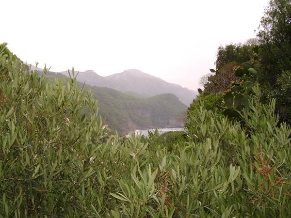 Olive branches and prickly pears frame the sea between mountains under hazy sky