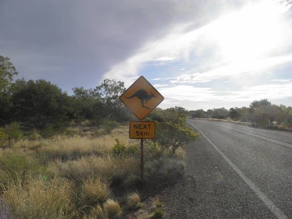 Yellow kangaroo road sign beside asphalt, dry scrub under cloudy sky