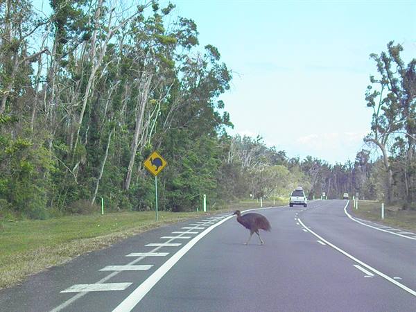 A cassowary crosses the asphalt road near the yellow sign among trees