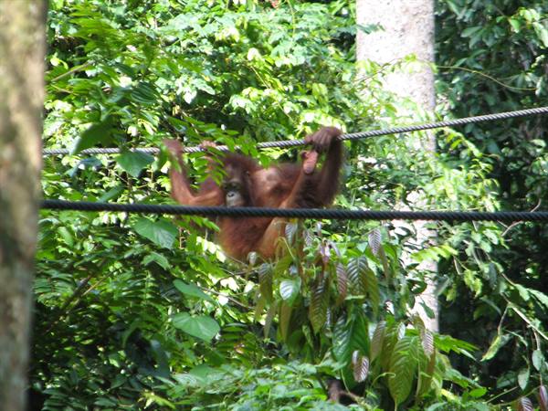 The orangutans of Sepilok