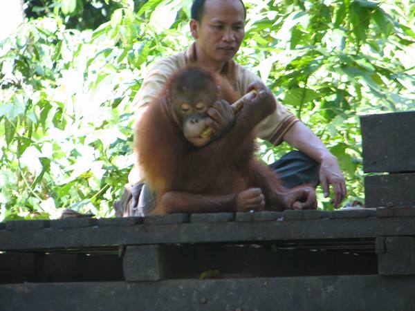 Young orangutan eats a banana on a wooden platform, man sitting beside