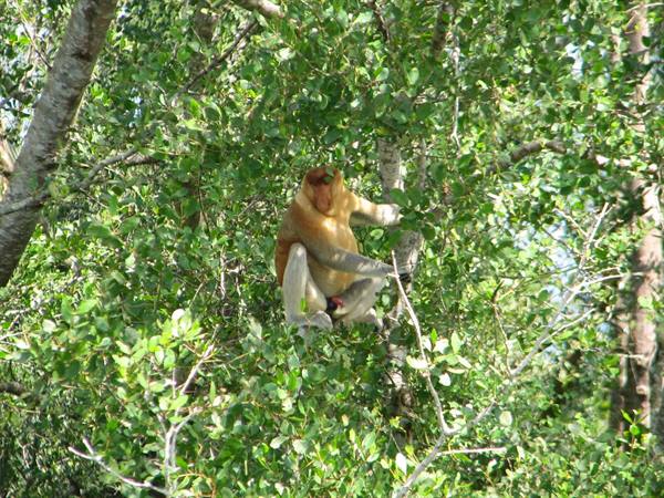 Proboscis monkey sitting among sunlit branches, Agop Batu Putih