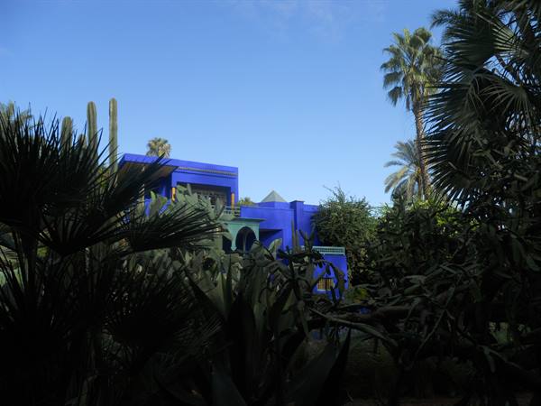 Majorelle's blue building among palms and cacti, clear blue sky