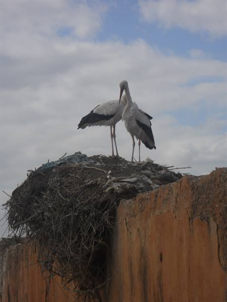 Two storks in a stick nest atop ochre ancient wall under clouds