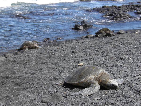 Green sea turtles rest on black volcanic sand at Punalu'u, waves breaking over lava rocks