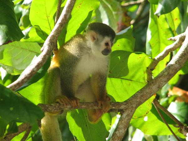 Squirrel monkey perched on a branch among sunlit green leaves