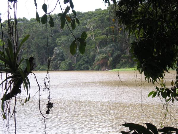 Muddy river framed by vines and bromeliads, dense tropical forest on the bank