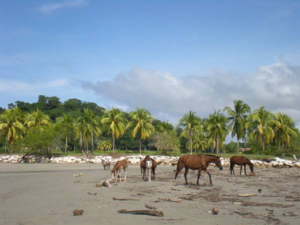 Horses walking on a sandy beach with palm trees and white rocks