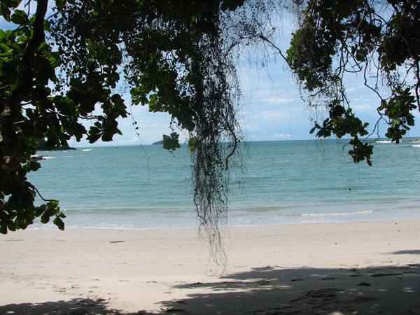 White sand beach framed by tree branches and hanging vines, turquoise sea