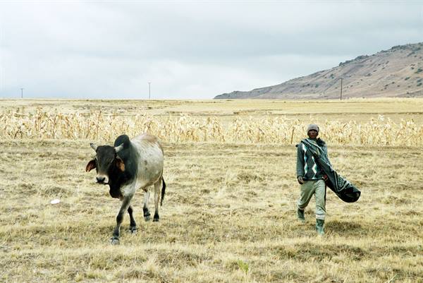 Shepherd in green blanket walks beside an ox in dry fields