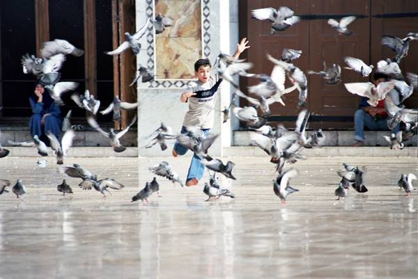 Boy chases a flock of pigeons across the marble mosque courtyard