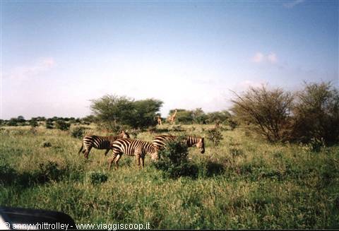 Herds of zebras grazing among acacias, a giraffe in the background