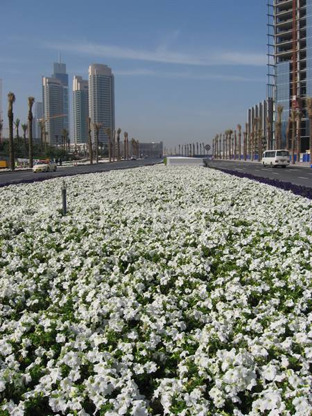 the streets of dubai are full of flowers and scents....