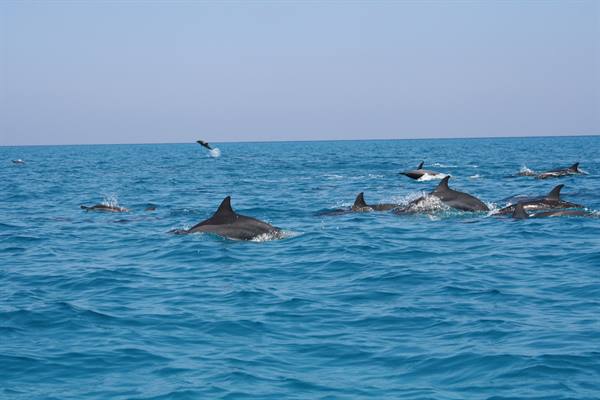 The dance of the dolphins