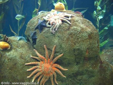 Orange starfish on rocks in an aquarium tank among green kelp