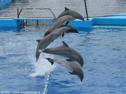 Dolphins leaping in sync above the blue dolphinarium pool