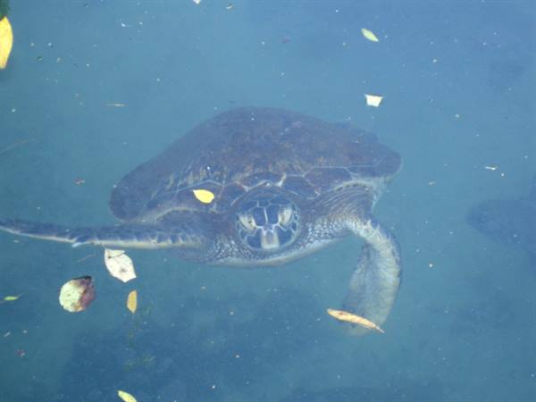 Sea turtle swims underwater looking up among floating leaves