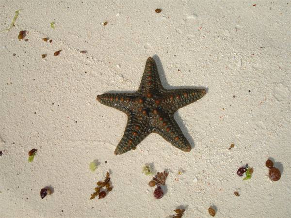 Green starfish on white sand among seaweed and small shells