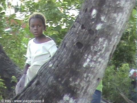 Child in white shirt sitting among the branches of a large tree