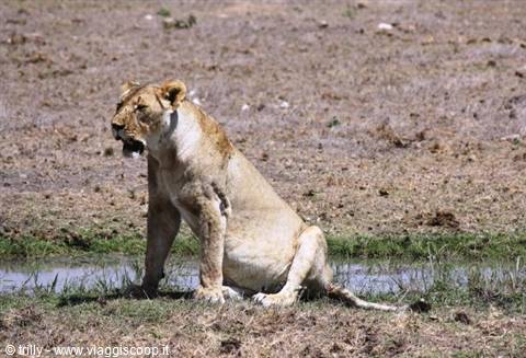 Lioness sitting by a water puddle in the sunlit savanna