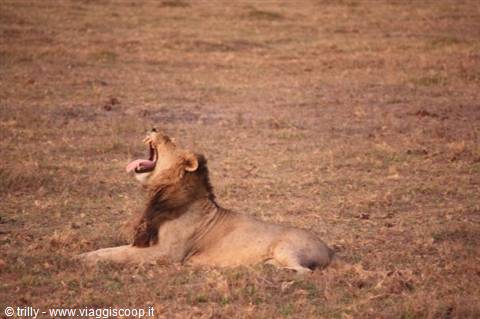 Male lion yawning while lying on the dry savannah grass