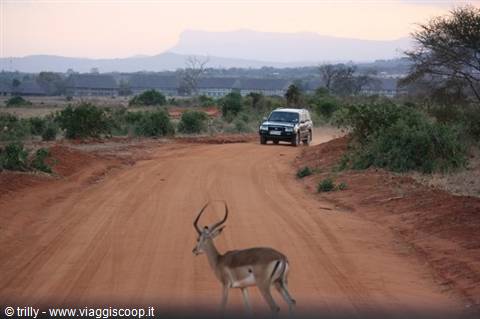 Impala crossing the red dirt road as a safari 4x4 approaches, Tsavo