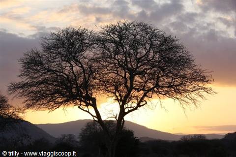 Bare tree silhouetted against golden dawn sky