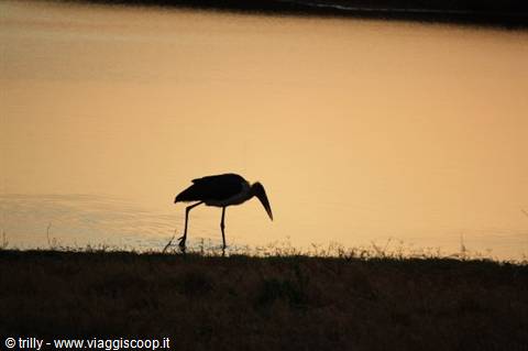 Marabou stork silhouette walking on grassy shore, golden water reflection